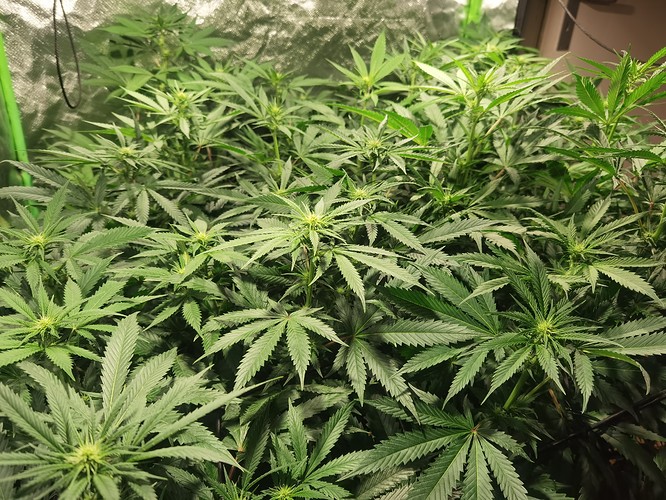Growreport Bild 1