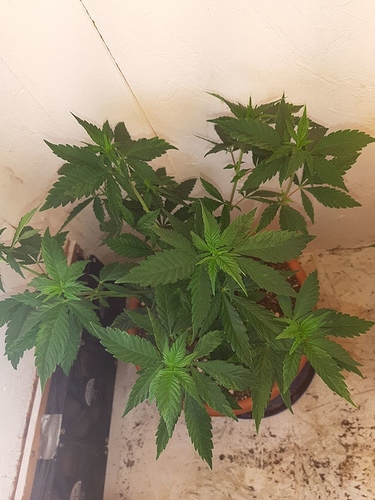 Growreport Bild 2