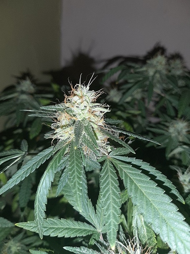 Growreport Bild 14