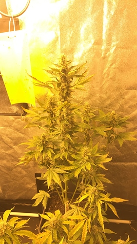Growreport Bild 9