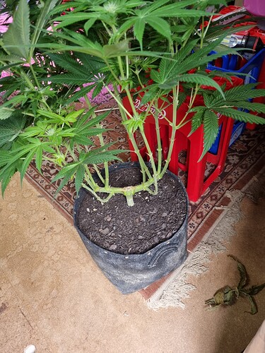 Growreport Bild 32