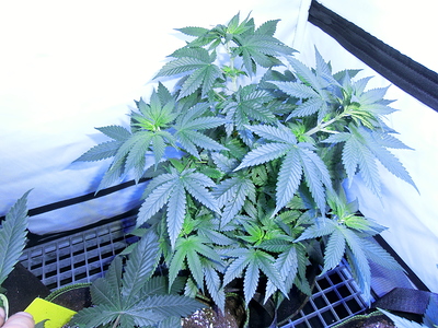 Eine junge Cannabispflanze in einem Zelt, die sich im Wuchs befindet.