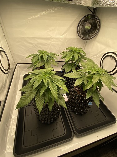 Growreport Bild 5
