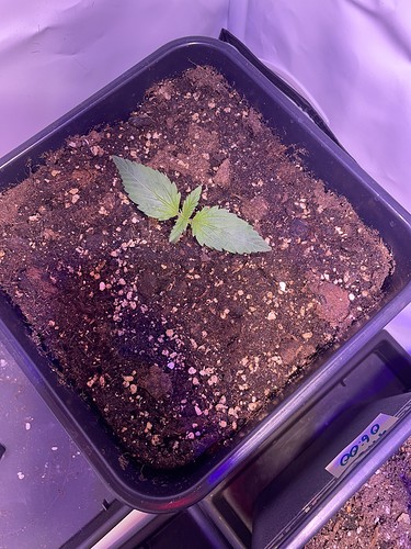 Growreport Bild 10