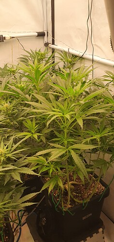Growreport Bild 1