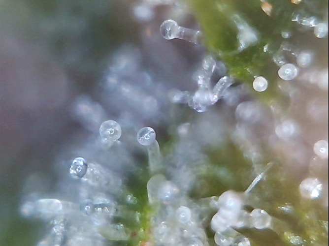 Growreport Bild 22