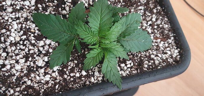 Growreport Bild 6