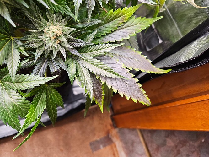 Growreport Bild 15