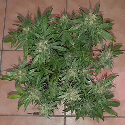 Growreport Bild 8