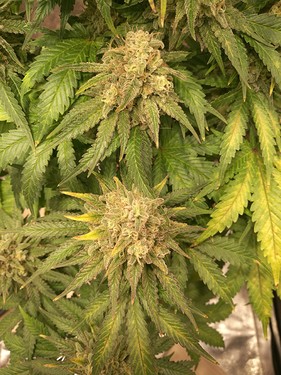 Growreport Bild 9