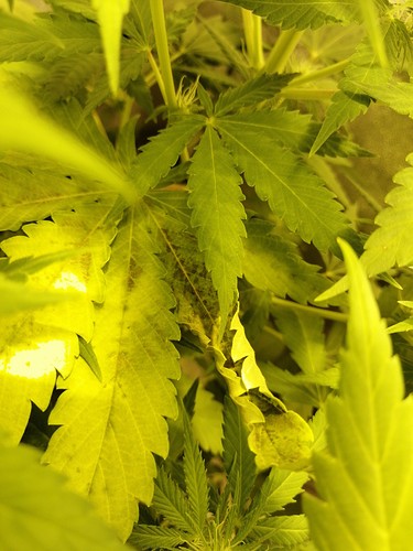 Growreport Bild 9