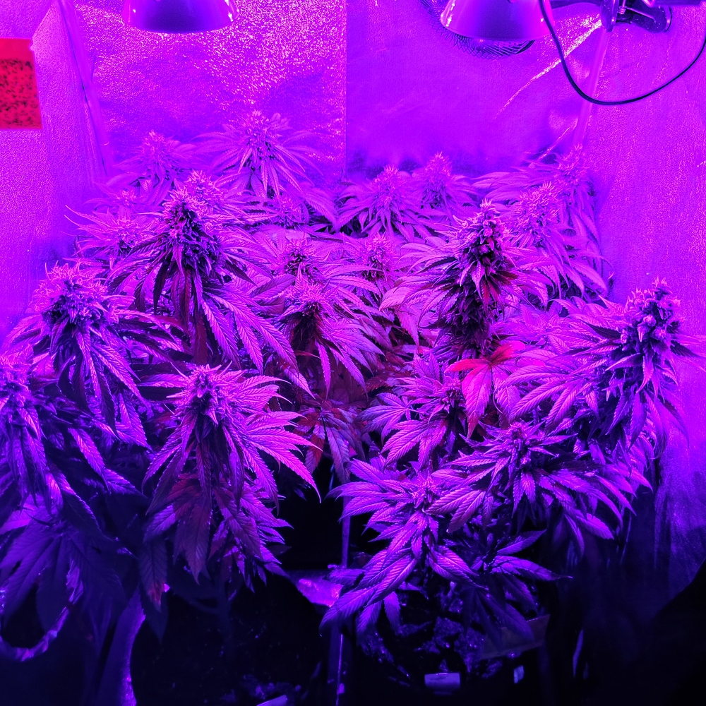 Indoor Grow - 200w Pro-Emit & Far Red Green Gelato und Franco's Lemon Cheese