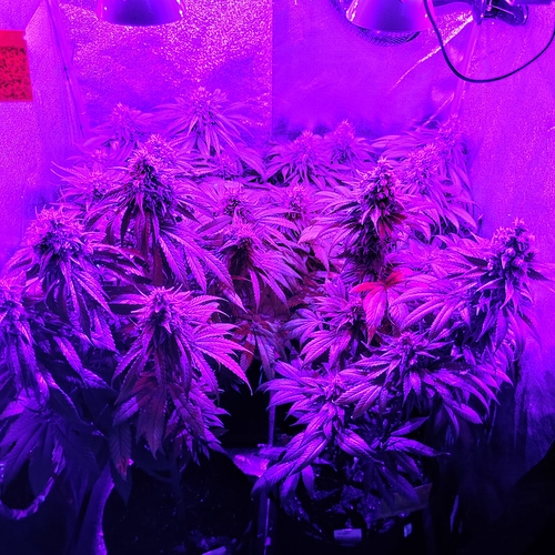 Growreport Bild 3