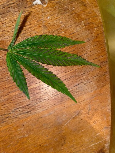 Growreport Bild 2