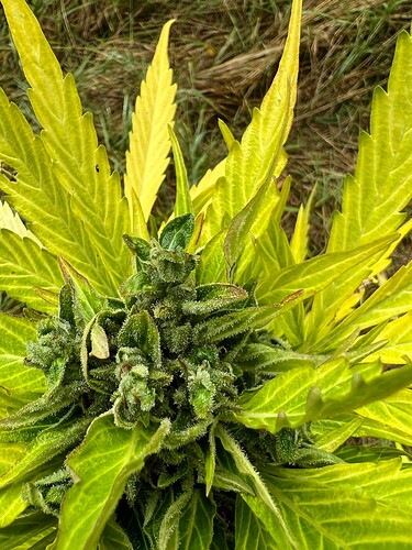 Growreport Bild 13