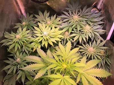 Growreport Bild 32