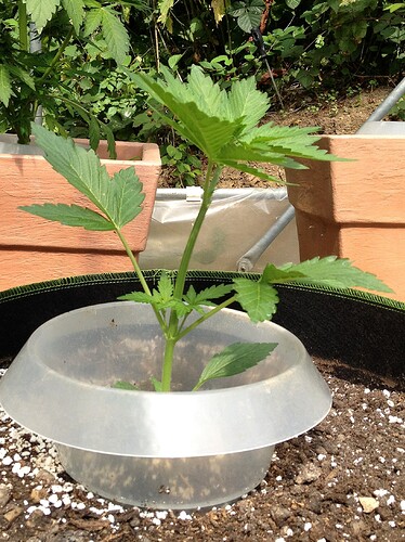 Growreport Bild 29