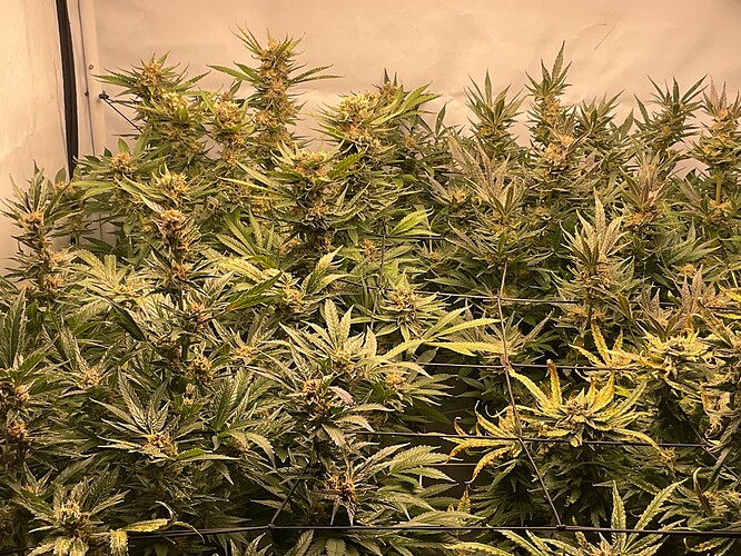 Growreport Bild 4