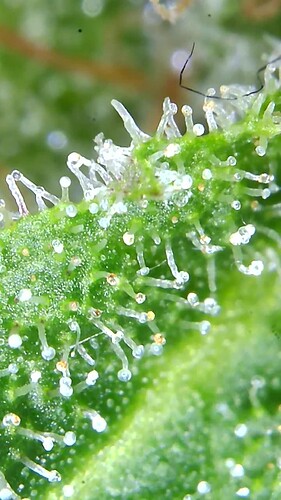Growreport Bild 42