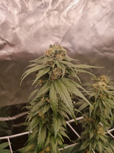 Growreport Bild 21