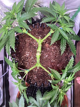 Growreport Bild 7