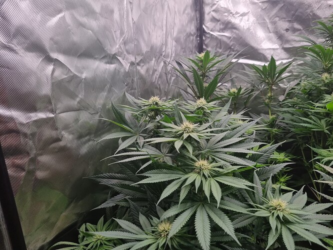 Growreport Bild 39