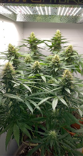 Growreport Bild 1