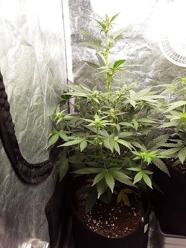 Growreport Bild 4