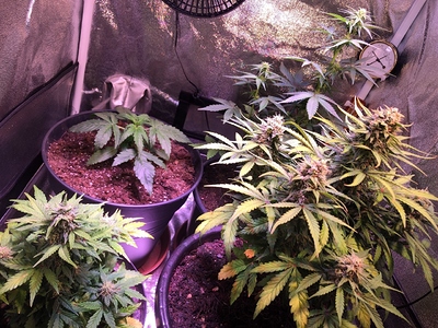 Growreport Bild 1