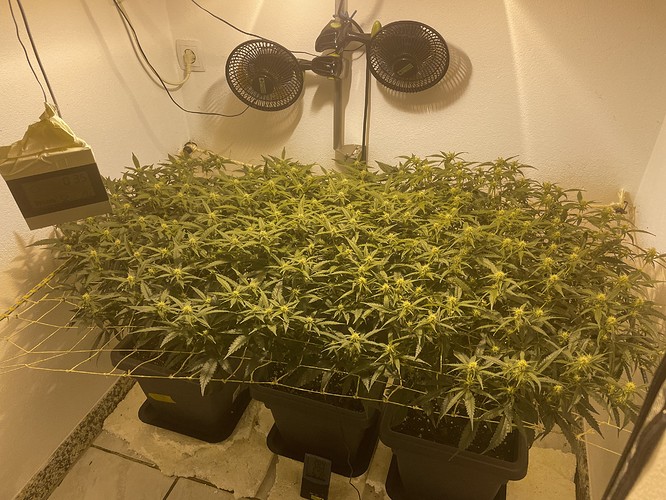 Growreport Bild 14