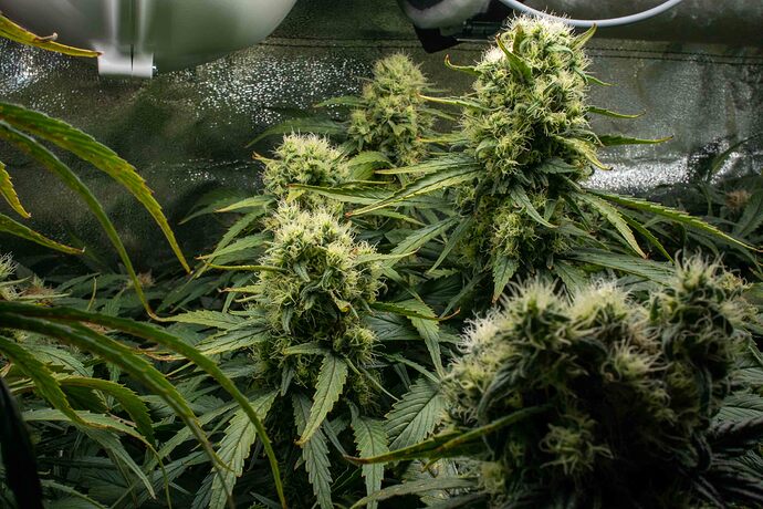 Growreport Bild 5