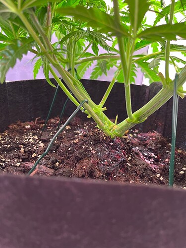 Growreport Bild 3