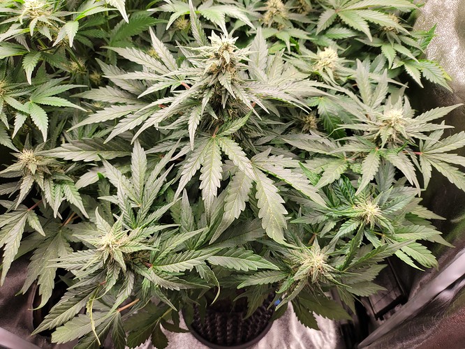 Growreport Bild 9