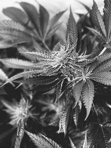 Growreport Bild 16