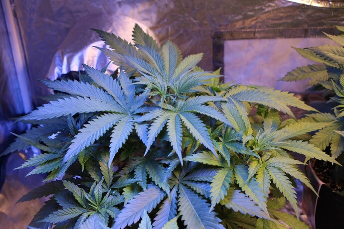 Growreport Bild 2