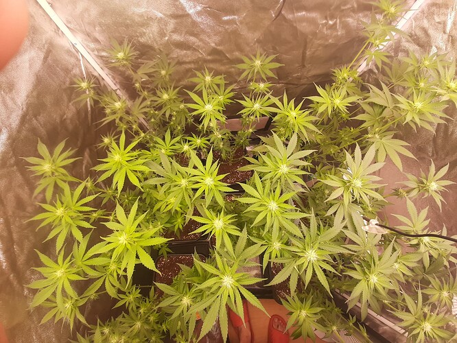 Growreport Bild 2