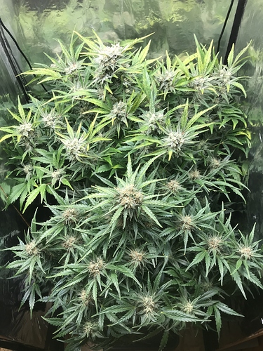 Growreport Bild 4