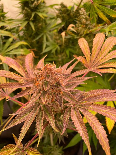 Growreport Bild 11