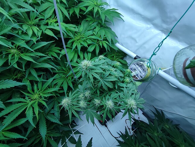 Growreport Bild 65