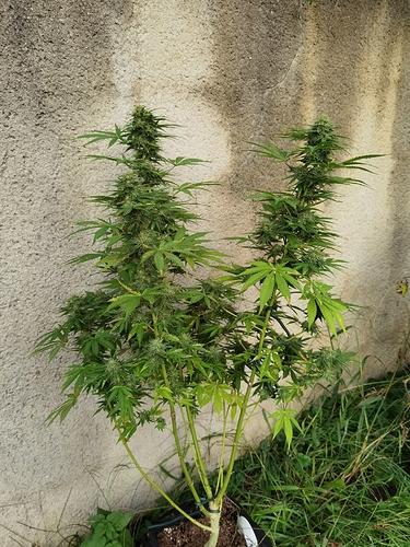 Growreport Bild 1