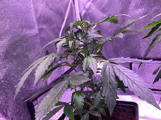 Growreport Bild 6