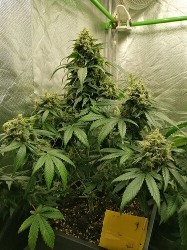 Growreport Bild 12