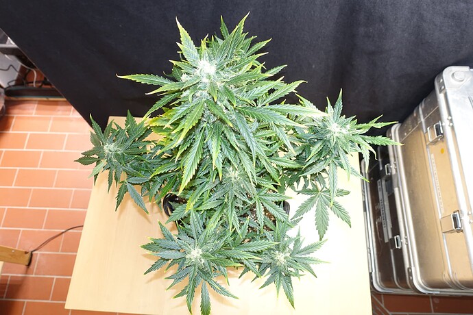 Growreport Bild 7
