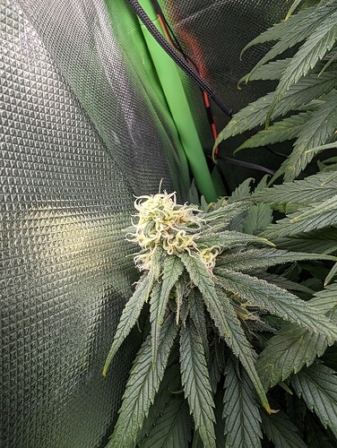 Growreport Bild 4