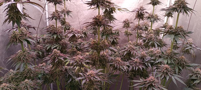 Growreport Bild 27