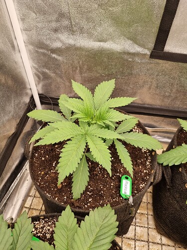 Growreport Bild 51