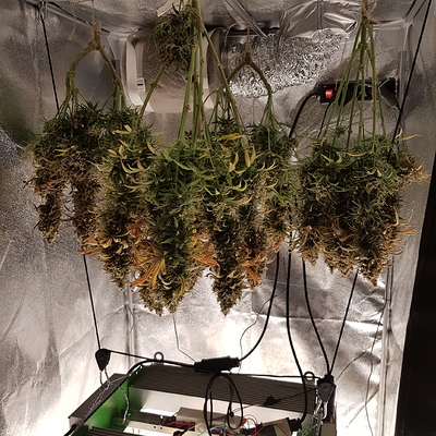 Growreport Bild 21