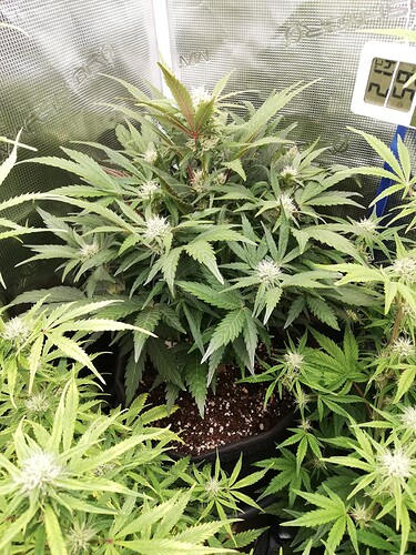 Growreport Bild 17