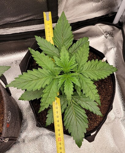 Growreport Bild 157