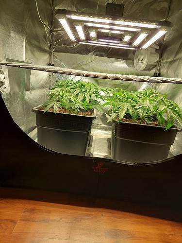 Growreport Bild 1